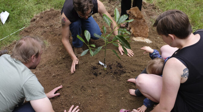 Redwood Replenishment